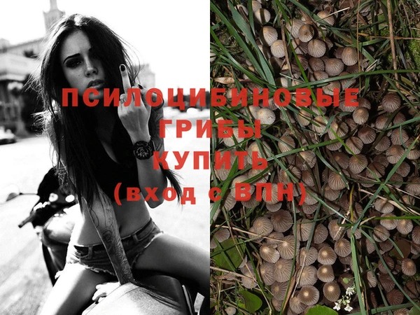 гашик Касимов